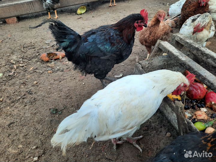 Петухи