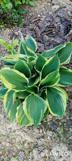 Хоста с желтым краем большой куст