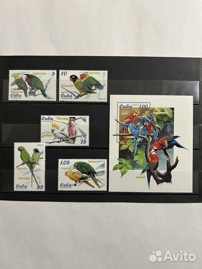 2005 г. Куба. Фауна