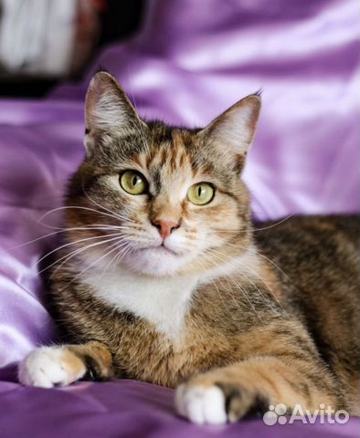 Трехцветная ласковая кошка Лиза 1,5 года в дар