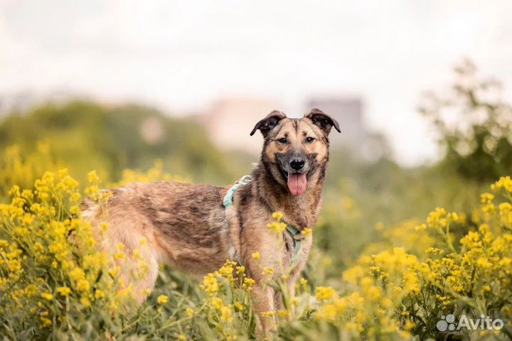 Миниатюрная Мия собака из приюта в добрые руки