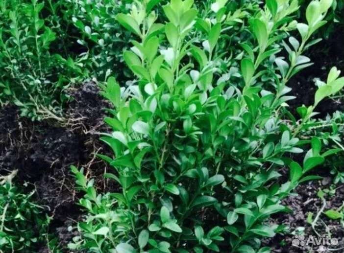 Самшит, бересклет вьющийся