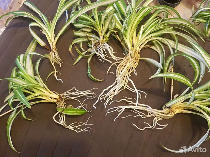 Хлорофитум