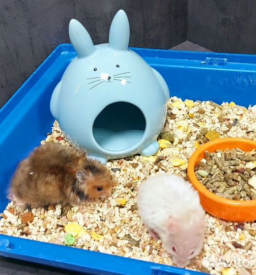 Сирийский хомяк