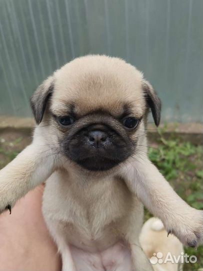 Щенки мопса