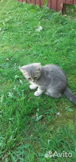 Кошка в дар бесплатно