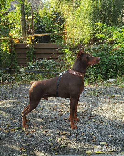 Вязка доберман