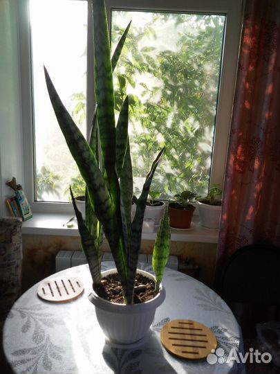 Щучий хвост (Сансевиерия)