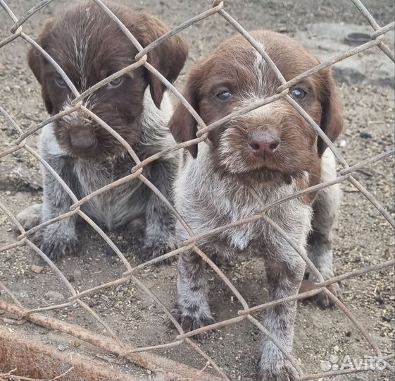 Щенки дратхаара
