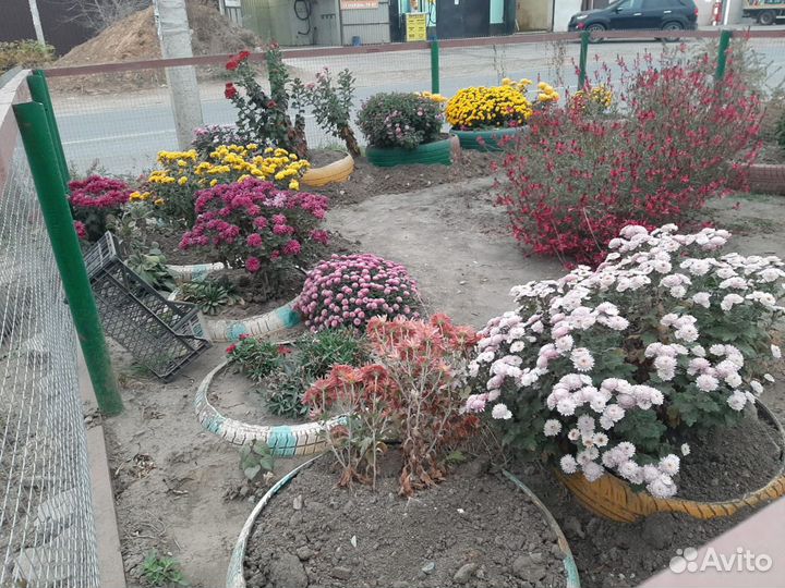 Хризантема