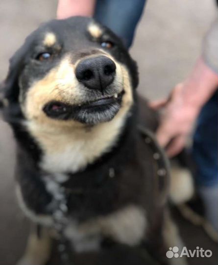 Собака в добрые руки отдам бесплатно