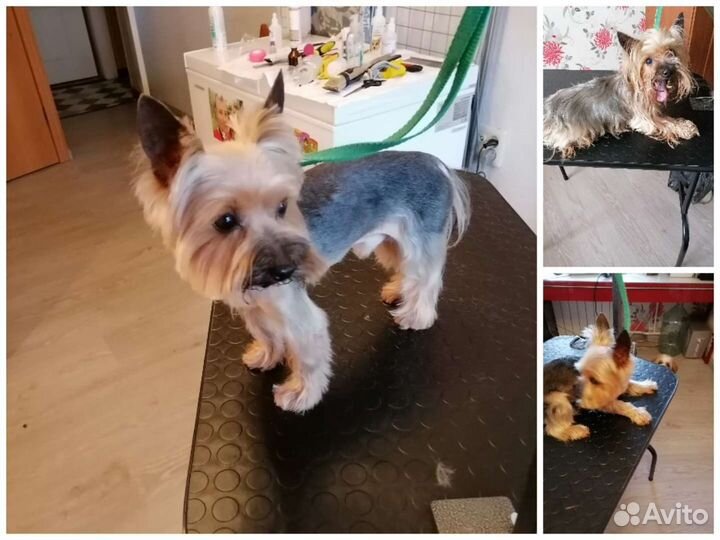 Груминг собак