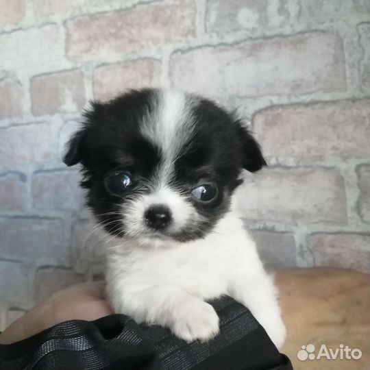 Чихуахуа мальчики