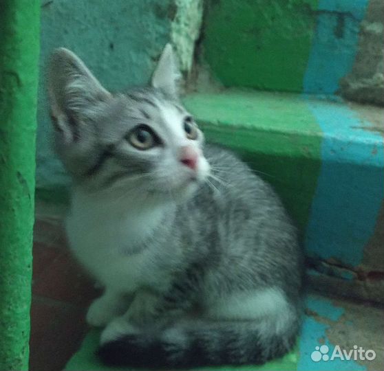 Котенок в добрые руки