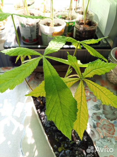 Каштан съедобный