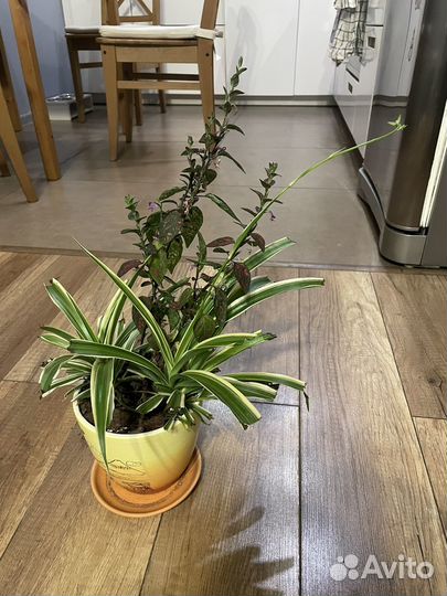 Хлорофитум 2 шт в одном горшке