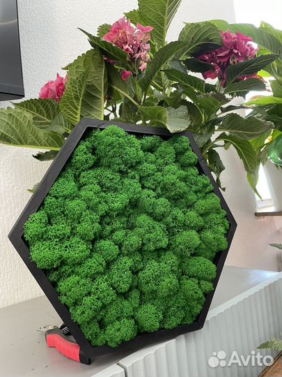 Панно из стабилизированного мха/ картины из мха