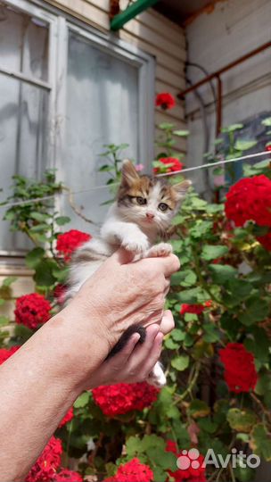 Отдам в добрые руки котят