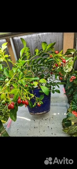 Комнатные мини деревца