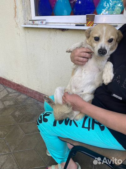 Маленькая собачка, Розетка