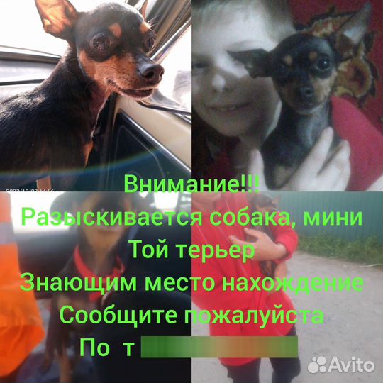 Русский той-терьер мини