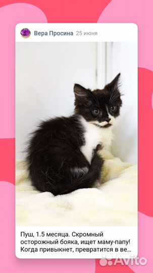 Кошки в добрые руки бесплатно