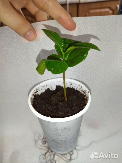 Кофе арабика растение