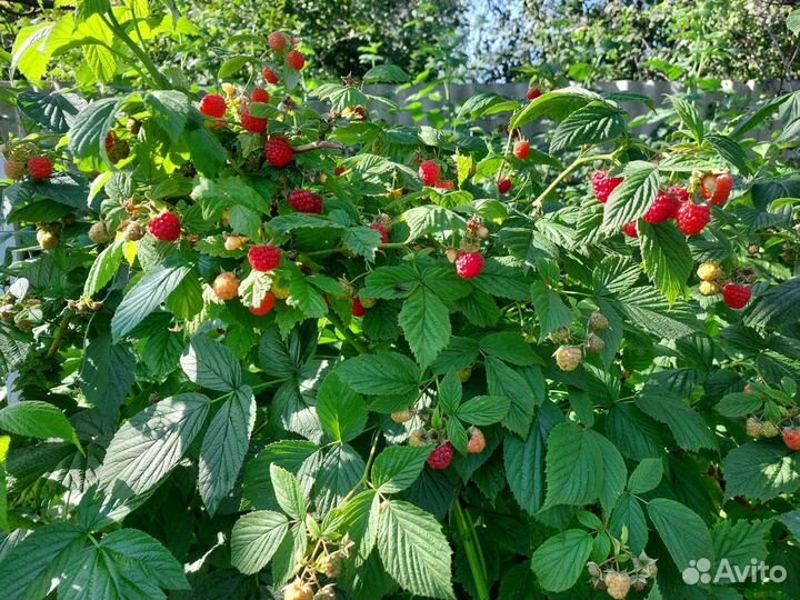 Малина в стакане
