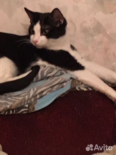 Котенок-подросток