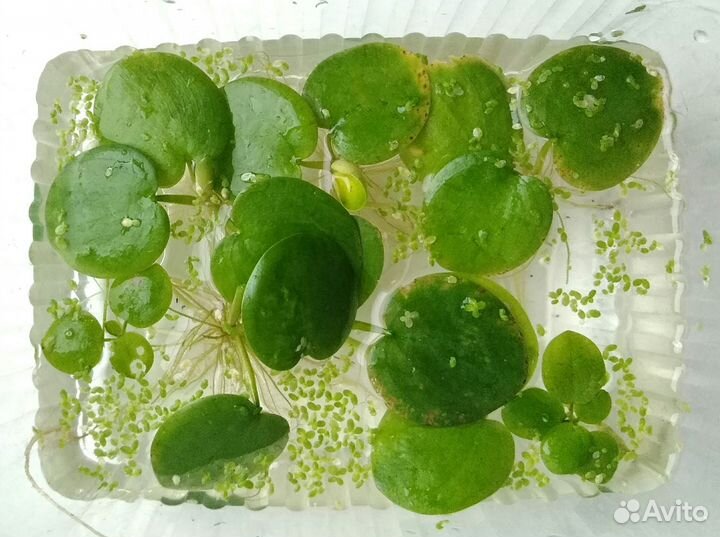 Аква растения: валлиснерия, лимнобиум, людвигия