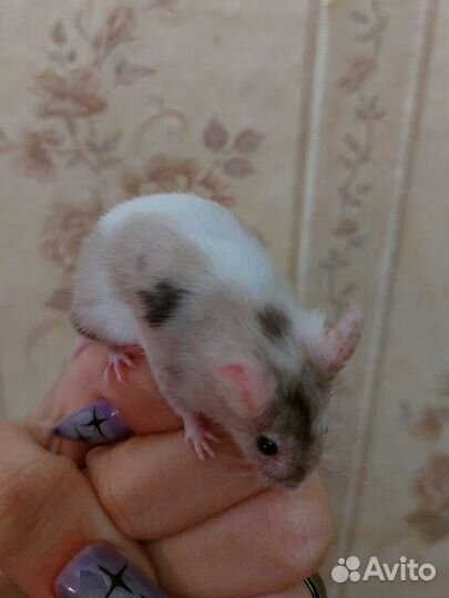 Декоративные мыши