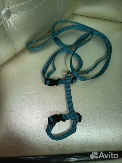 Шлейка для котят