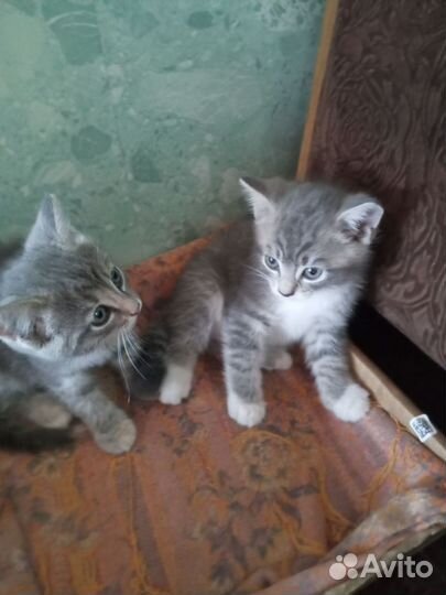 Шотландская