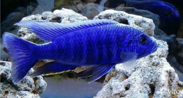 Продаются цихлиды