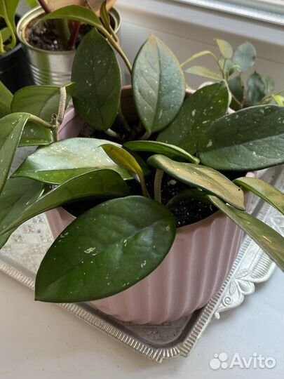 Хойя карноза (мясистая)