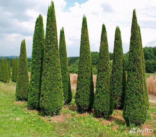 Туя екстра класса