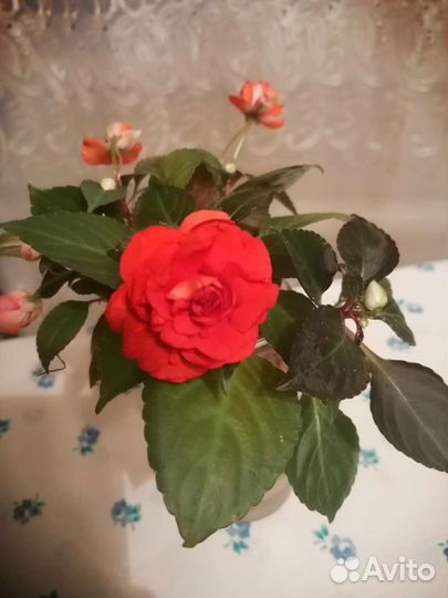 Бальзамин махровый