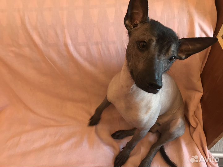 Ксолоинцкуинтли кобель