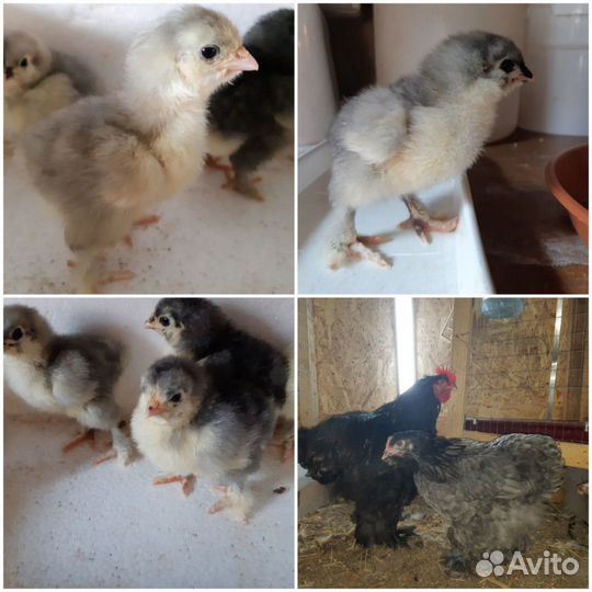 Цыплята Брама палевая
