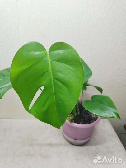 Монстера Деликатесная (обычная)