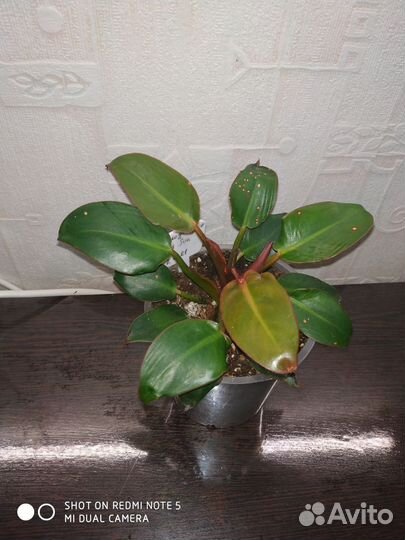 Филодендрон