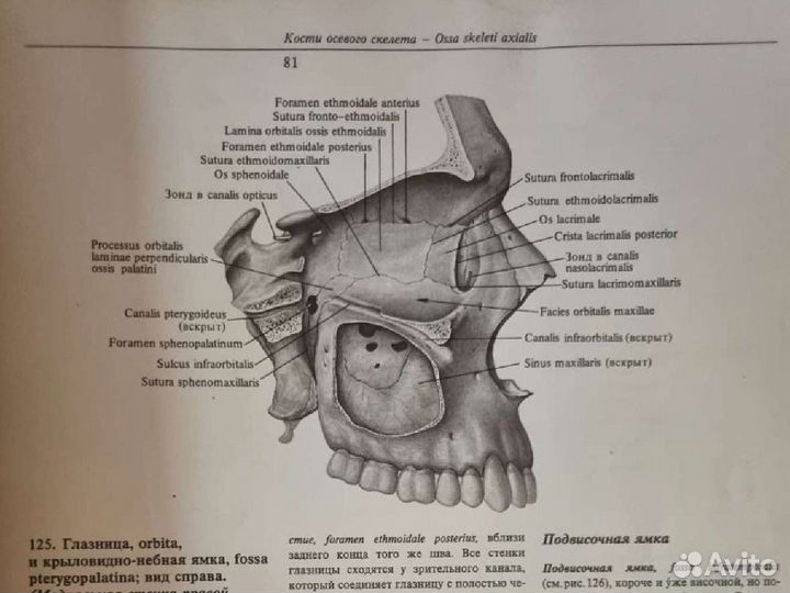 Атлас анатомии человека синельников