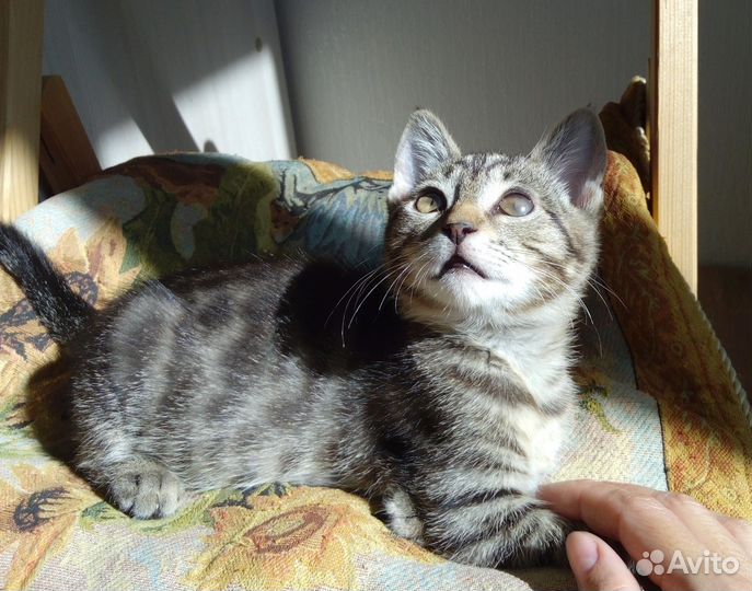 Кошечка 3 мес