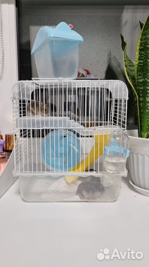 Клетка с 3 хомяками