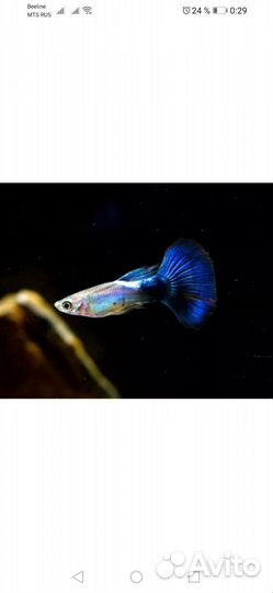 Аквариумные рыбки и креветки