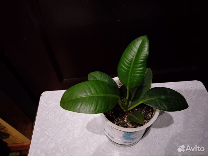 Домашние растения