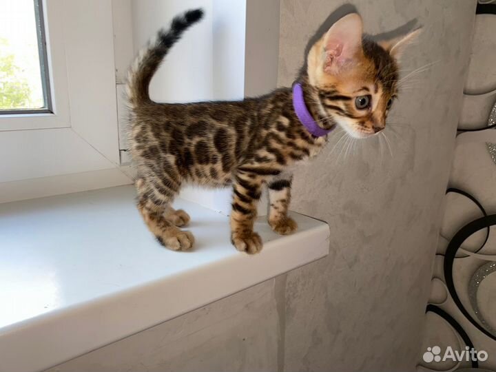 Бенгальская