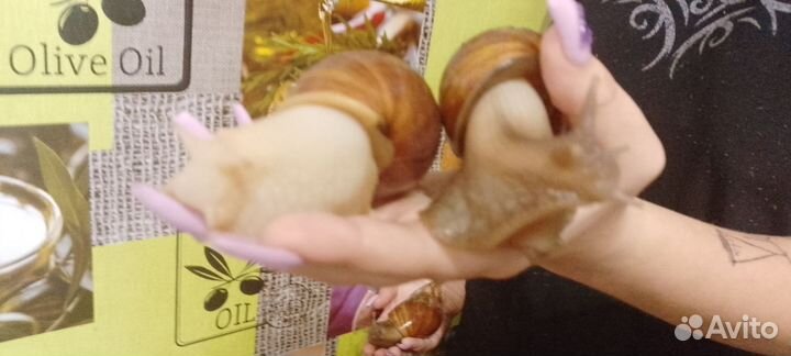 Улитки ахатины