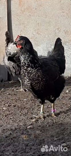 Петухи и куры Юрловские голосистые