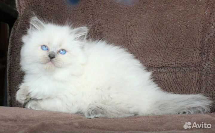 Шикарные котятки